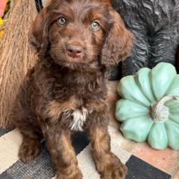 Wilson Family's Hook - Sable female Goldendoodle puppy in Norman, Oklahoma from Wilson Family Companions