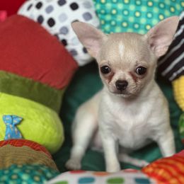 Faith - Cream female Chihuahua puppy in Allentown, Pennsylvania from Tsunami Cockers & Chihuahuas