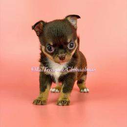 Invincible - Chocolate and tan male Chihuahua puppy in Anderson, South Carolina from Lil Treasures Chihuahuas
