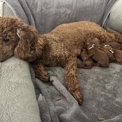 Poodle Puppies from Segovia Pups