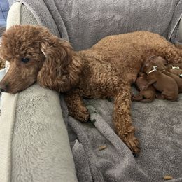Poodle Puppies from Segovia Pups