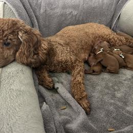 Poodle Puppies from Segovia Pups