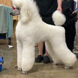 Poodle Puppies from D and D Standard Poodles