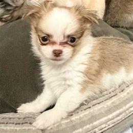 Chantell - Chocolate sabled fawn female Chihuahua puppy in Williamsburg, Virginia from PAWSitive Cheeky Chihuahuas