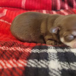 Boy 1 - Chocolate and tan male Chihuahua puppy in Warsaw, Virginia from B&D Chihuahuas