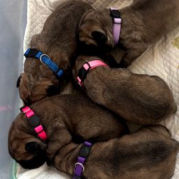 Blue - Red male Bullmastiff puppy in Cedar Creek, Texas from Jenkins Family Bullmastiffs
