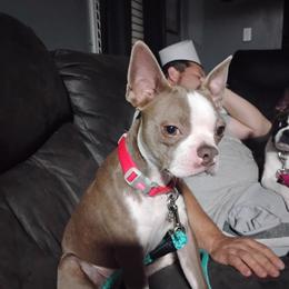 Peaches - Lilac female Boston Terrier puppy in Catawba, North Carolina from Lil Wiggles Boston Terriers
