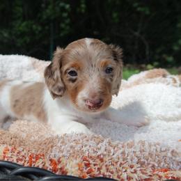 Frappe - Dapple female Dachshund puppy in Hawthorne, Florida from Circle M Dachshunds