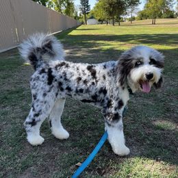 Wendy - Aussiedoodle