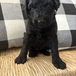 Hickory - Black and white female Bernedoodle puppy in Beachwood, Ohio from Paws of the Vineyard