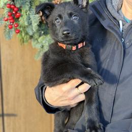 Orange-Hex - Black female German Shepherd puppy in Medical Lake, Washington from Nine Realms German Shepherds