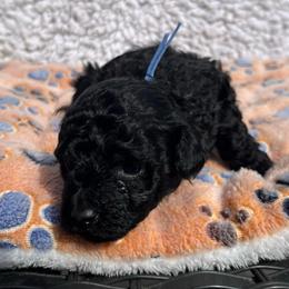 Valentino - Black male Poodle puppy in Greenville, South Carolina from Wendy's House Of Poodles LLC