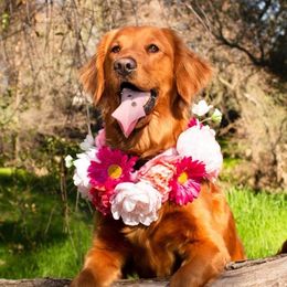 Evie - Golden Retriever