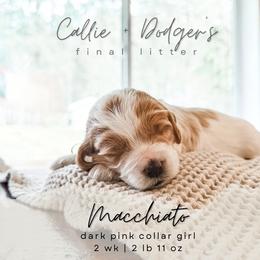Macchiato - Red  female Goldendoodle puppy in Tacoma, Washington from Peninsula Doodles