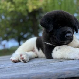 Lake - Black, fawn undercoat male Akita puppy in Chillicothe, Missouri from TLC Akitas