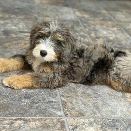 Dune - STUNNING GIRL - Merle female Bernedoodle puppy in Bowling Green, Ohio from Windy Creek Doodles