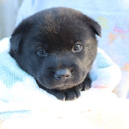 Dot - Black brindle female Kai Ken puppy in Norfolk, Virginia from Hoshi No Ko Sou