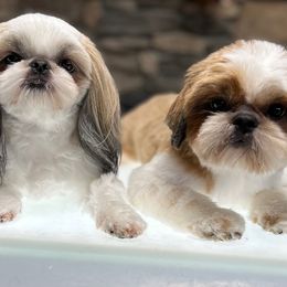Shih Tzu puppies from Northstar Shih Tzu