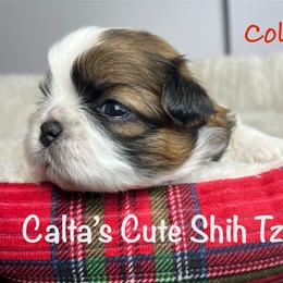 Cole - Red and white male Shih Tzu puppy in Vernon, New Jersey from Calta’s Cute Shih Tzu