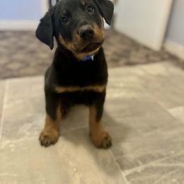 Ice - Black and rust male Beauceron puppy in Scott, Arkansas from Seelingers Beaucerons