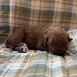 Girl 4 - female Goldendoodle puppy in Fayetteville, Arkansas from Mountain Grove Doodles
