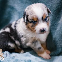 Étouffée - Blue merle female Australian Shepherd puppy in Hearne, Texas from Wigglebutts Unlimited