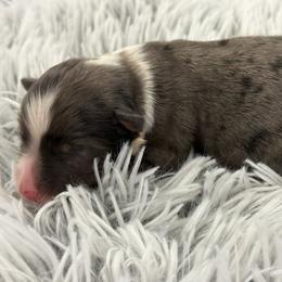 Cass - Blue merle female Miniature Australian Shepherd puppy in Ambrose, Georgia from Brandilyn's Aussies