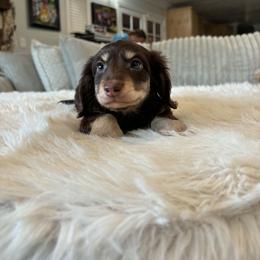 Sadie - Chocolate and cream female Dachshund puppy in Price, Utah from Stone Kennels