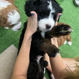 Bernedoodle Puppies from Palmetto Bernedoodles Boutique