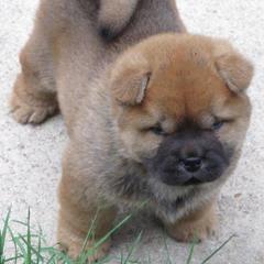 Chow Chow from VIP Chows