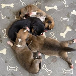 Boy 1 - Black and tan male Pembroke Welsh Corgi puppy in Moulton, Alabama from Reed's Pembroke Corgi Welsh