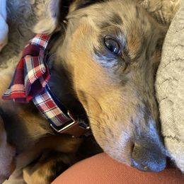 Dachshund Puppies from Aster Creek Kennel
