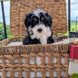 Dakota - Tri-color male Bernedoodle puppy in New Market, Virginia from Frosty & Ginger Co Home of Doodles