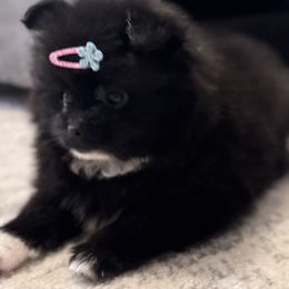 Pomeranian Puppies from Pomeranian experts
