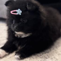 Pomeranian Puppies from Pomeranian experts