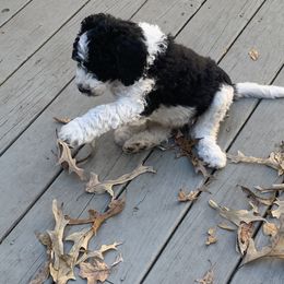 Goldendoodle Puppies from Crystal Coast Cuddles