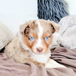 Aussiedoodle, Australian Shepherd, and Great Pyrenees Puppies from Naches Heights Ranch