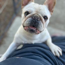 Daisy - Cream female French Bulldog puppy in Hemet, California from Bowman Pups