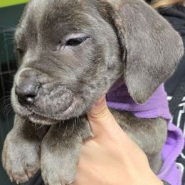 Black Collar Female - Gray brindle female Cane Corso puppy in Lewistown, Montana from Corsi Amore Kennels