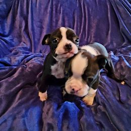 Boston Terrier Puppies from The Christian Bostons