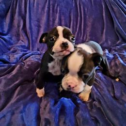 Boston Terrier Puppies from The Christian Bostons