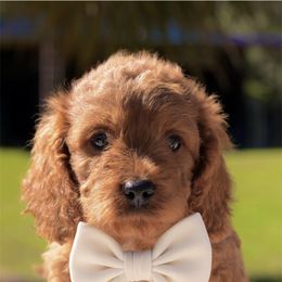 Cavapoo Puppies from Horton & Co. Cavapoos
