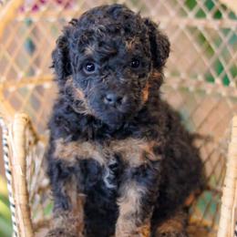 Rummy - Phantom male Bernedoodle puppy in Crete, Nebraska from Doodles & Co