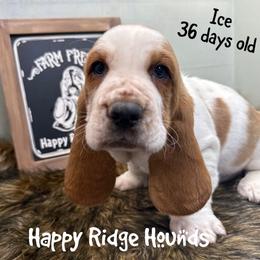 Ice - Red and white male Basset Hound puppy in Mebane, North Carolina from Happy Ridge Hounds