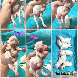 Maltese Puppies from Meyer Maltese Puppies - Deltona, FL