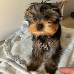 Boy 2 - Black and tan male Yorkshire Terrier puppy in Livermore, California from Ruben & Tatiana’s Yorkshire Terriers