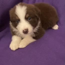 Zeke - Red tri-color male Australian Shepherd puppy in Hammond, Louisiana from Gold Ring Australian Shepherds