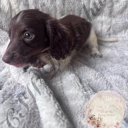 Max - Piebald male Dachshund puppy in Lufkin, Texas from CSW Dachshunds