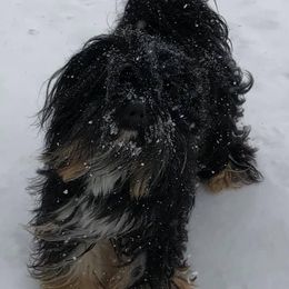 Raizin - Tibetan Terrier