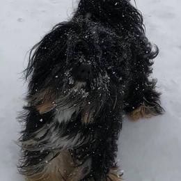 Raizin - Tibetan Terrier